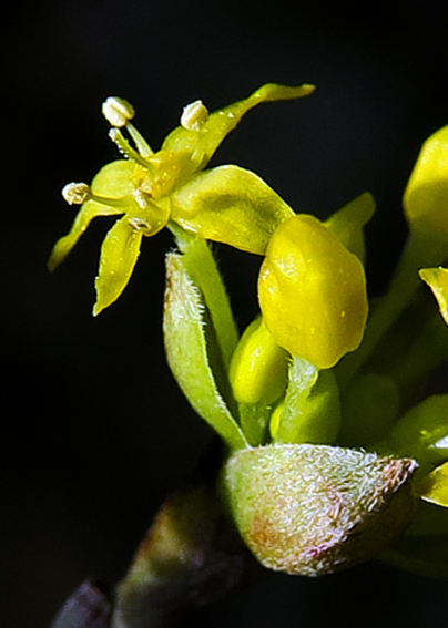 Cornus3c