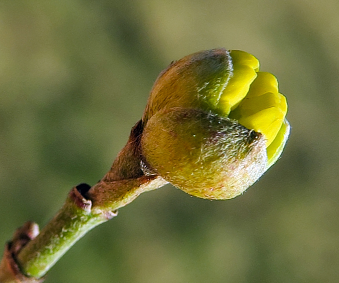 Cornus2