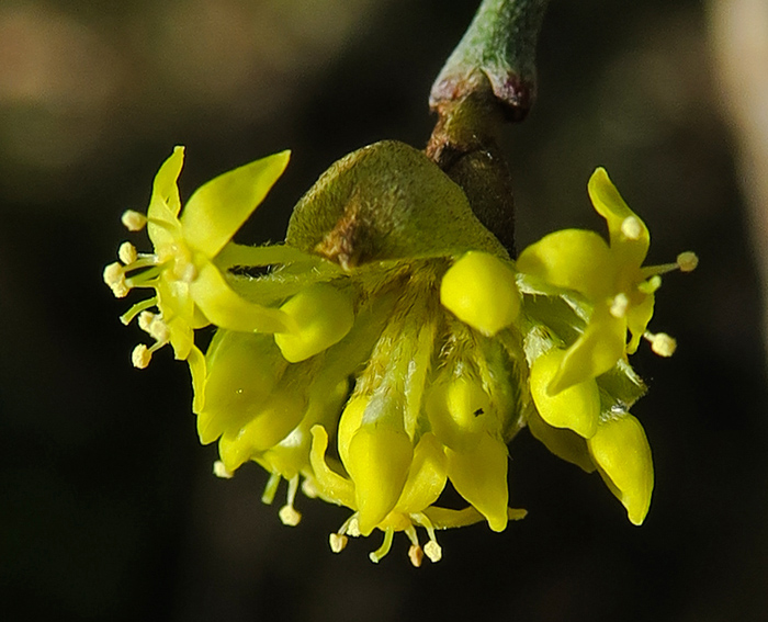 Cornus3a