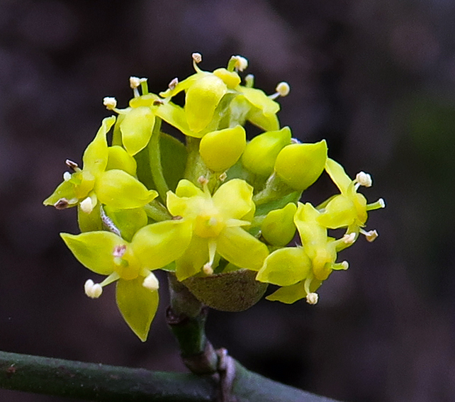 Cornus3