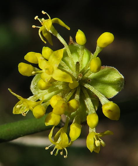 Cornus3a