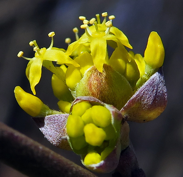 Cornus5a