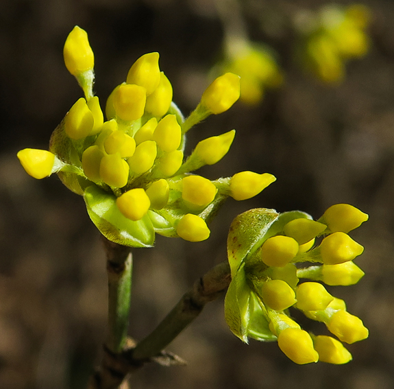 Cornus3