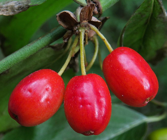 Cornus4a