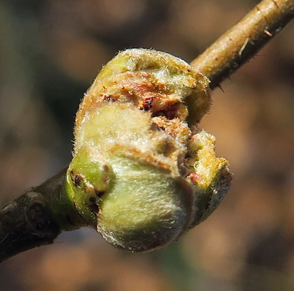 Corylus3b