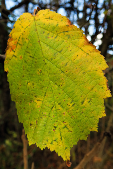 Corylus2b