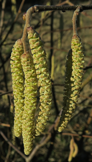 Corylus0