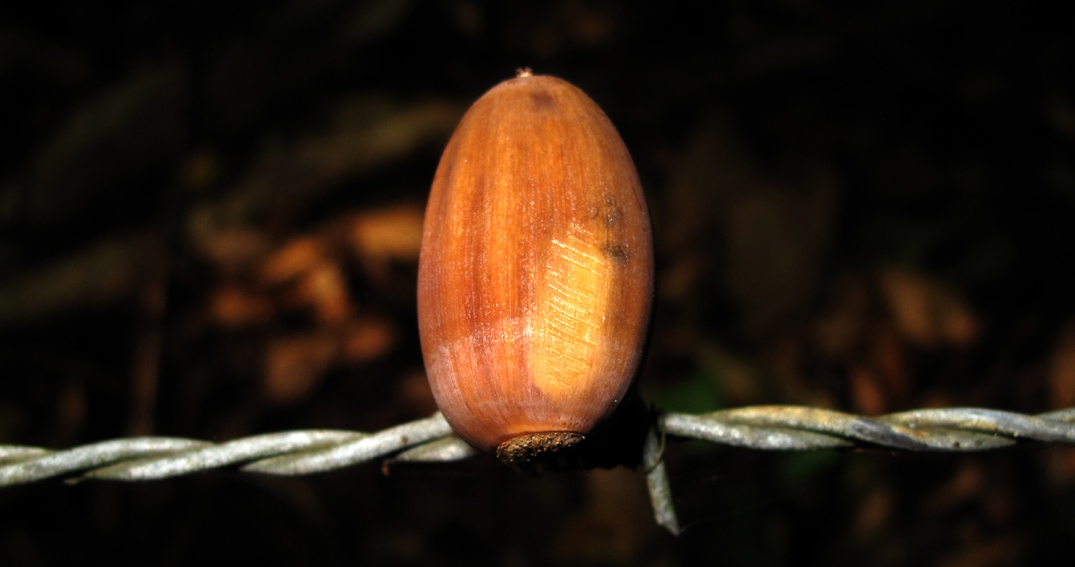 Corylus4