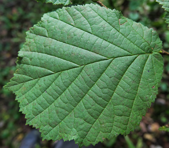 Corylus2c