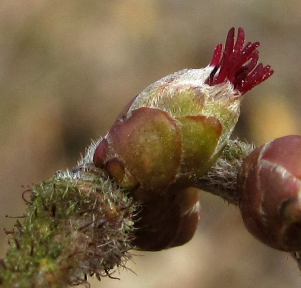 Corylus2