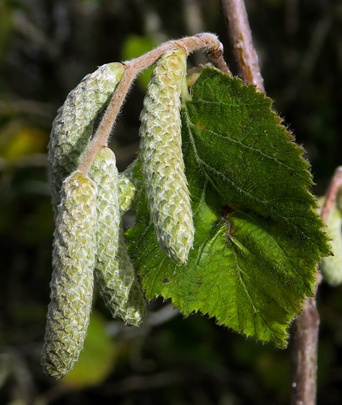 Corylus1b