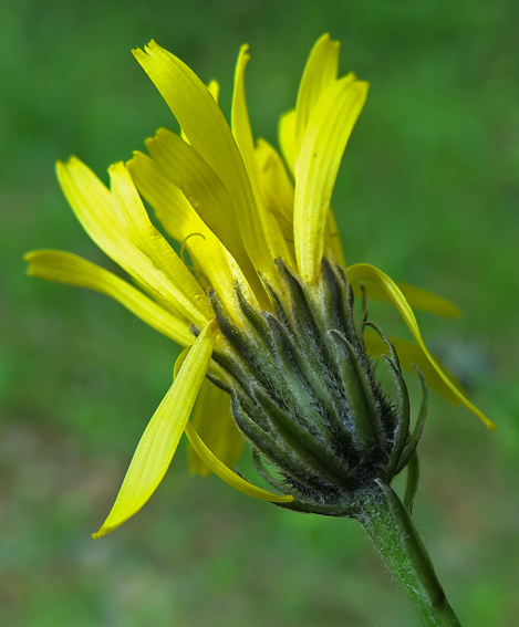 Crepis4c