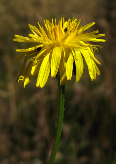 Crepis2