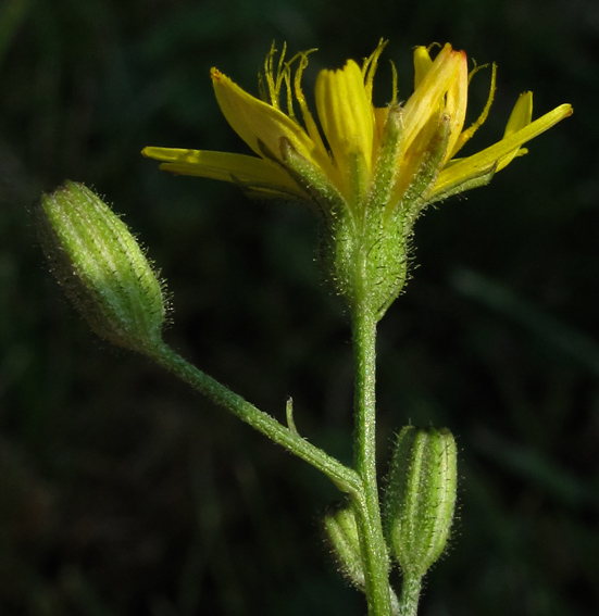 Crepis10