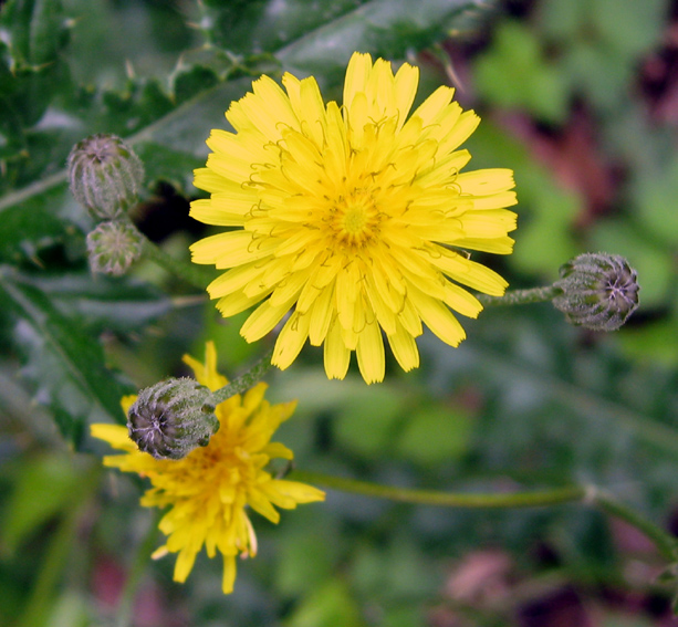 Crepis6