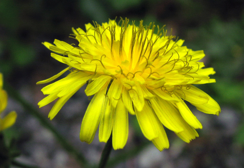 Crepis7