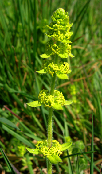 Cruciata1