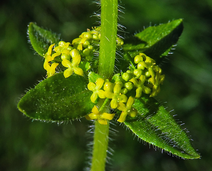 Cruciata7