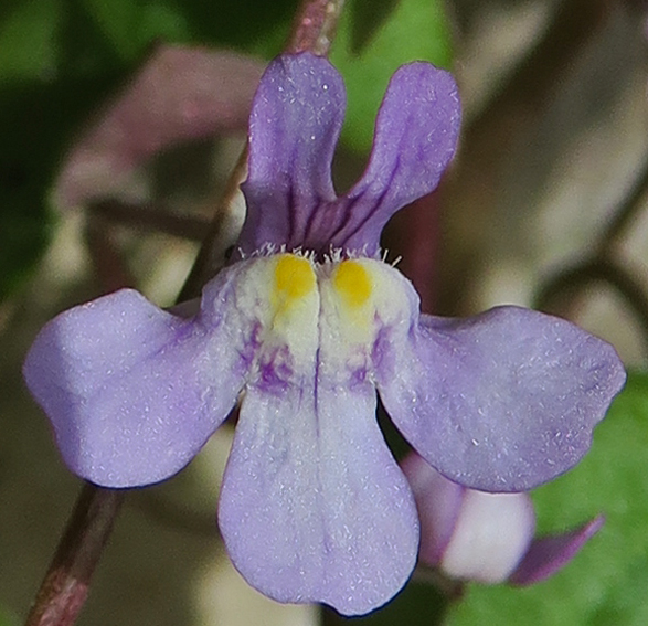 Cymbalaria2d