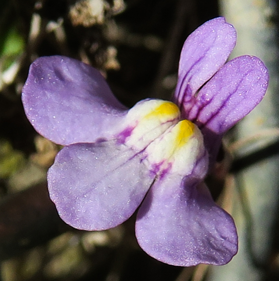 Cymbalaria2b