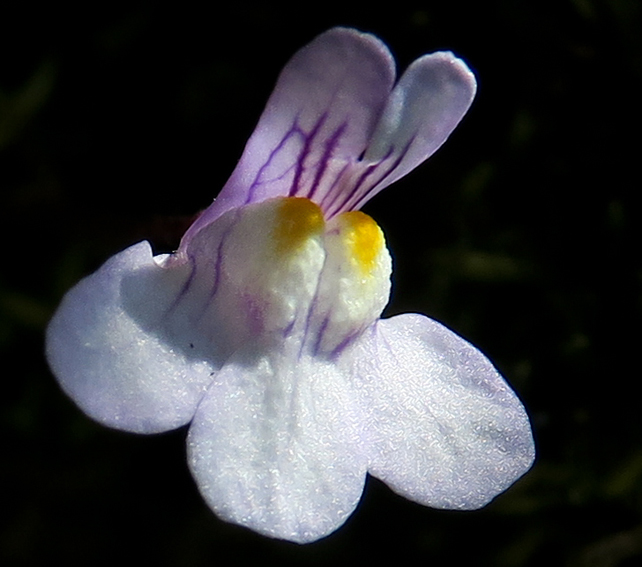 Cymbalaria2c