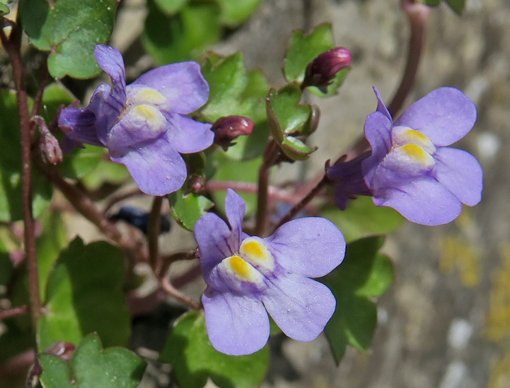 Cymbalaria2g
