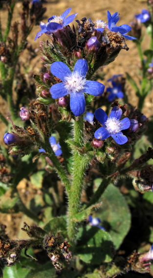 Anchusa4