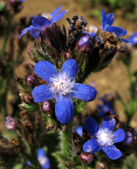 Anchusa5