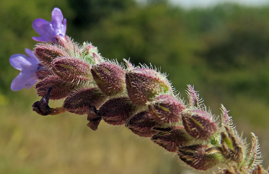 Anchusa8