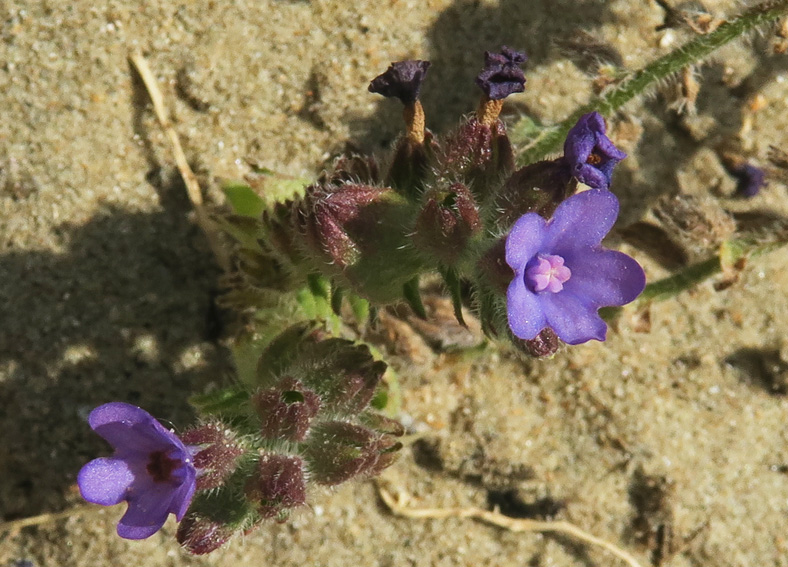 Anchusa9