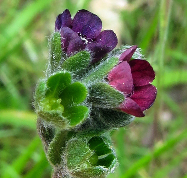 Cynoglossum1b