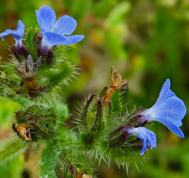 Cynoglossum6