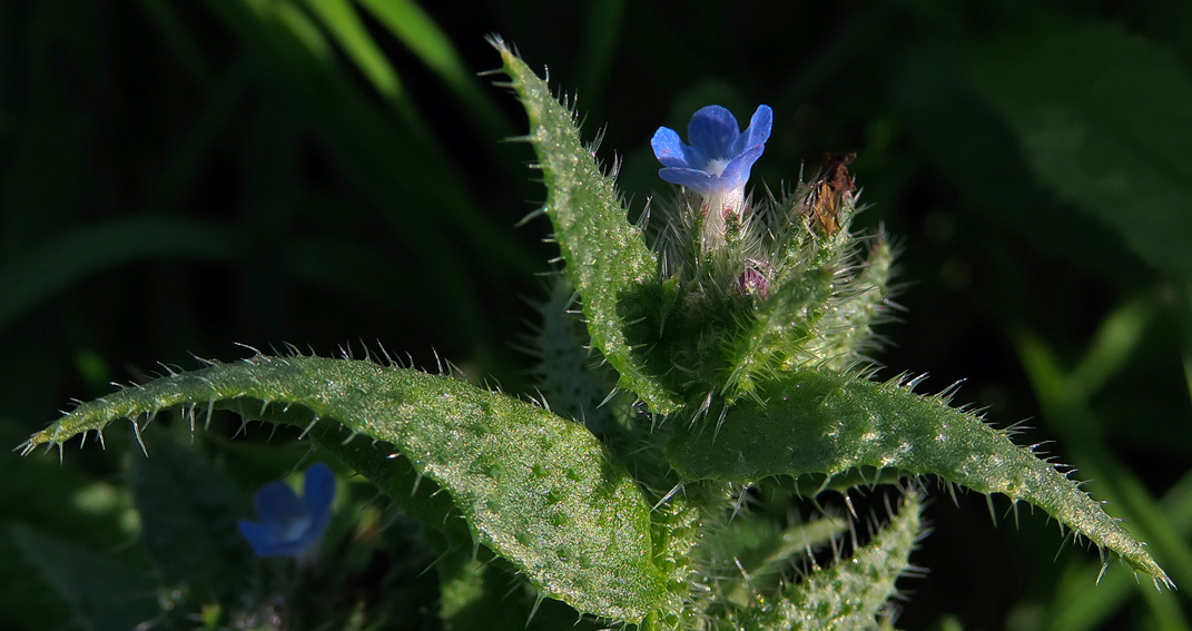 Cynoglossum5b