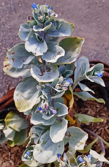 Mertensia2