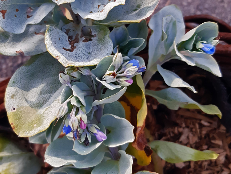 Mertensia3