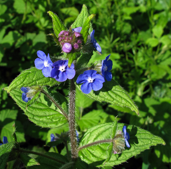 Pentaglottis3