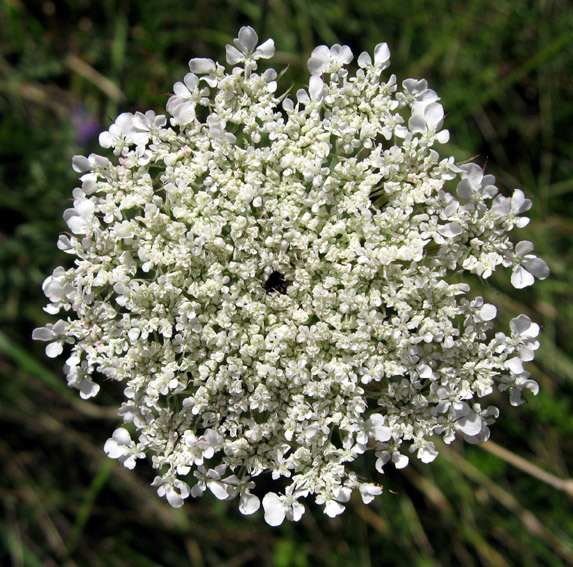 Daucus4