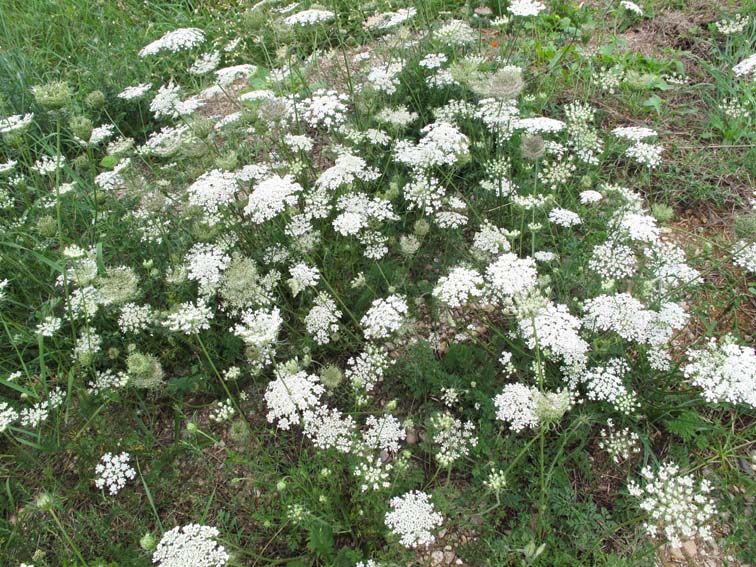 Daucus00