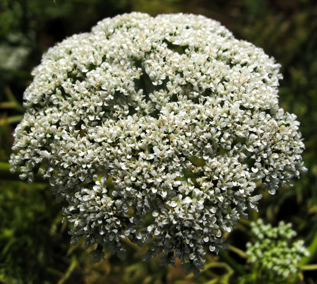 Visnaga3