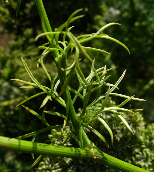 Visnaga1