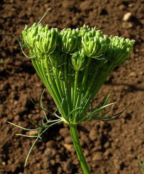 Visnaga2