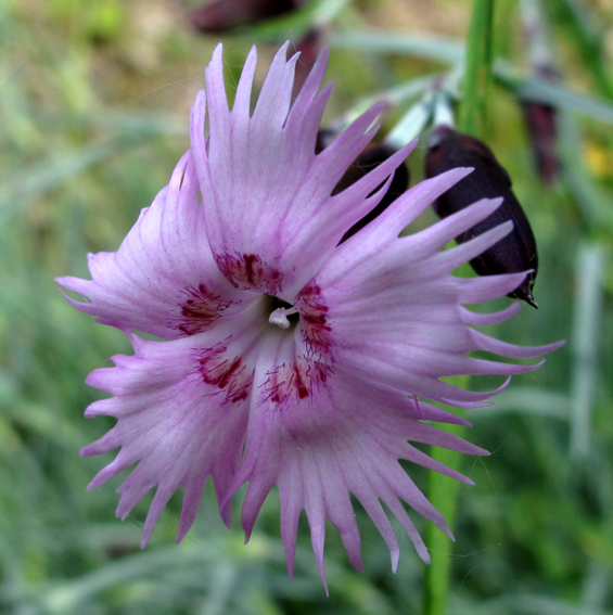 Dianthus12