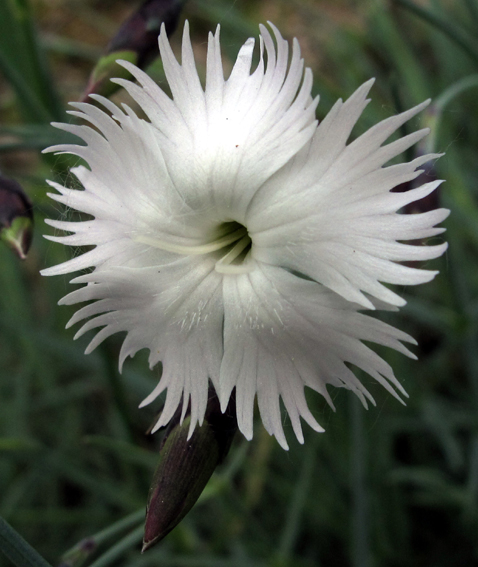 Dianthus13