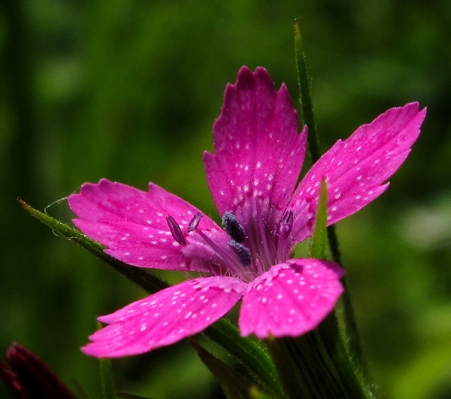 Dianthus6c