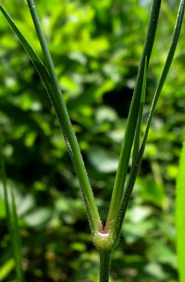 Dianthus6