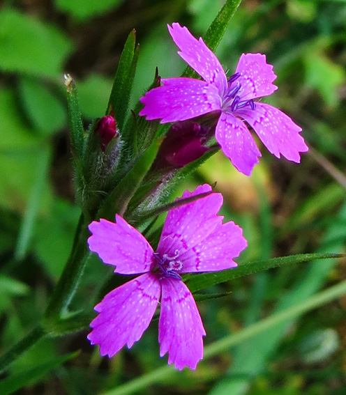 Dianthus6f