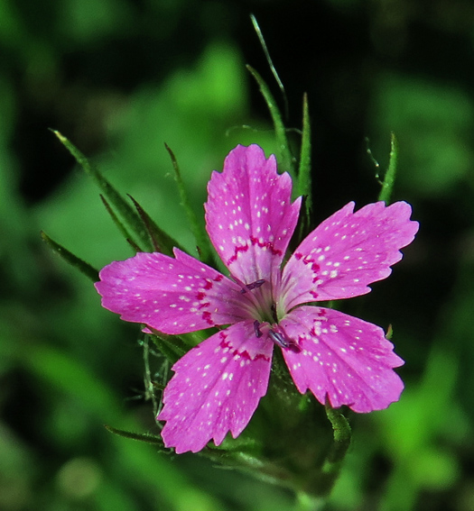 Dianthus6g