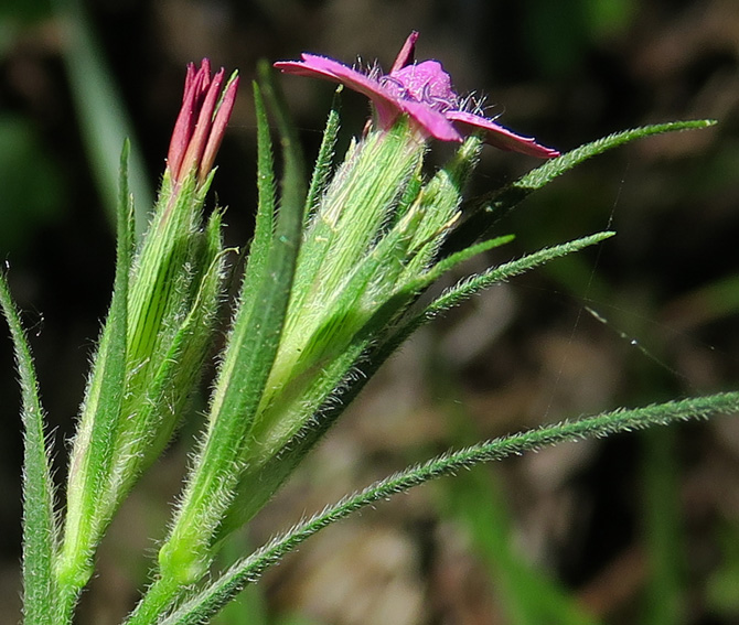 Dianthus6a