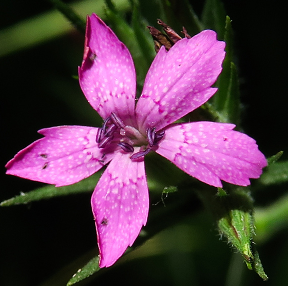 Dianthus6d