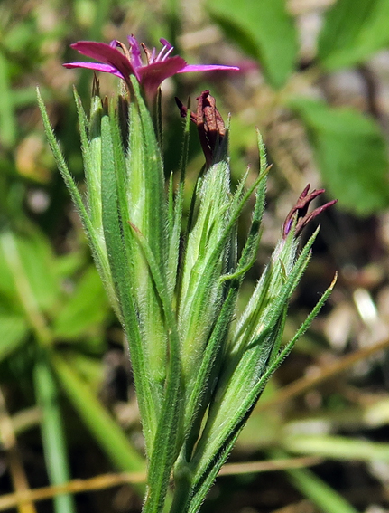 Dianthus6h